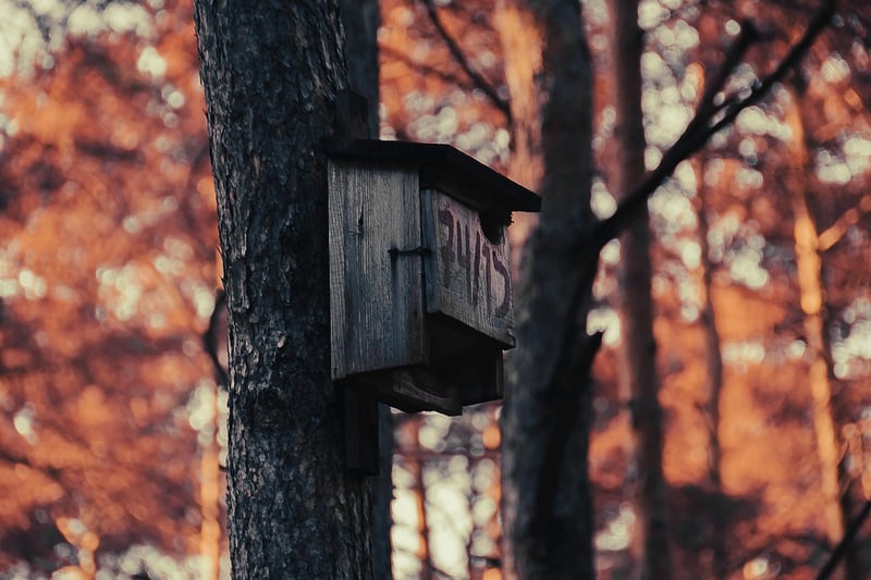 Treehouse Image
